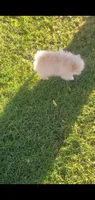 Cooper, a male Pomeranian for sale in Riverside, CA – Photo 4 of 9