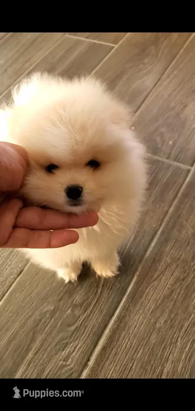 Todd – Pomeranian puppy for sale in Riverside, CA