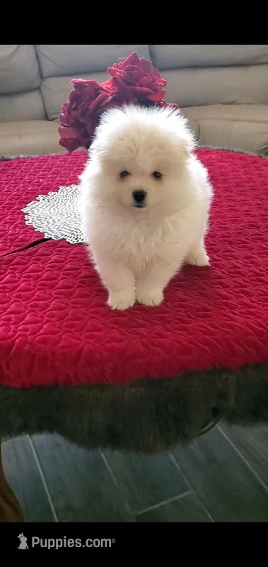 Todd – Pomeranian puppy for sale in Riverside, CA