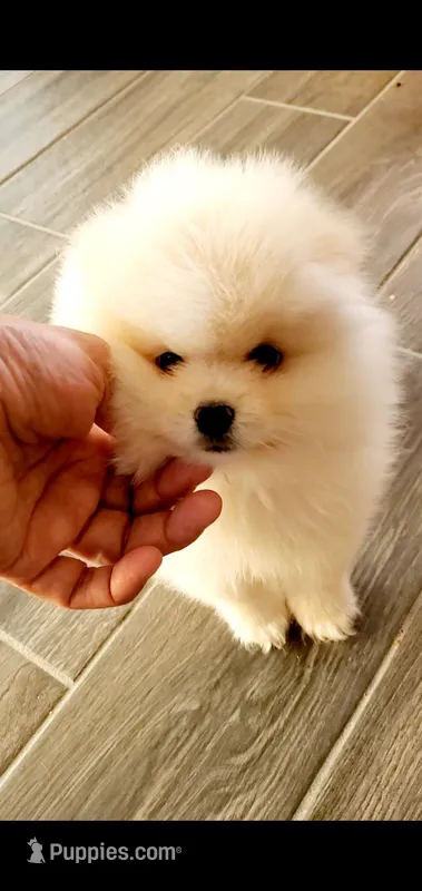 Todd – Pomeranian puppy for sale in Riverside, CA