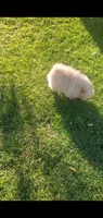 Cooper, a male Pomeranian for sale in Riverside, CA – Photo 6 of 9