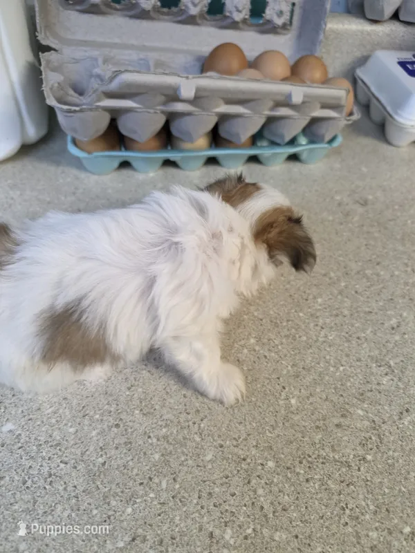 Sparky – Morkie puppy for sale in Washington, PA