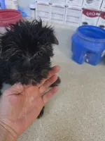 Wonder, a male Yorkshire Terrier for sale in Washington, PA – 2 of 2