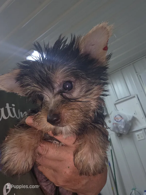 Monte – Yorkshire Terrier puppy for sale in Washington, PA