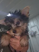 Monte, a male Yorkshire Terrier for sale in Washington, PA – 1 of 1
