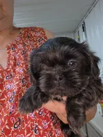 Baby Blue, a male Shih Tzu for sale in Washington, PA – 2 of 3