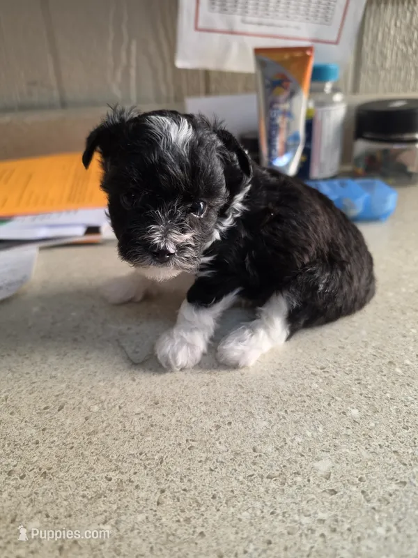 Mr. – Yorkshire Terrier puppy for sale in Washington, PA