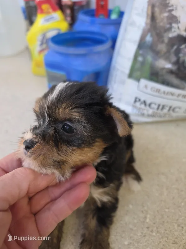 Bella – Yorkshire Terrier puppy for sale in Washington, PA