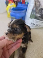 Bella, a female Yorkshire Terrier for sale in Washington, PA – Photo 1 of 2