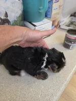 Bella, a female Yorkshire Terrier for sale in Washington, PA – Photo 2 of 2