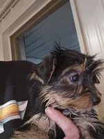 Danny, a male Yorkshire Terrier for sale in Washington, PA – Photo 2 of 2