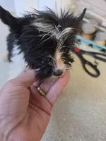 Tiny, a male Yorkshire Terrier for sale in Washington, PA – 2 of 3