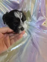 Blackie, a male Yorkshire Terrier for sale in Washington, PA – Photo 2 of 2