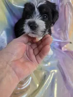 Blackie, a male Yorkshire Terrier for sale in Washington, PA – Photo 1 of 2