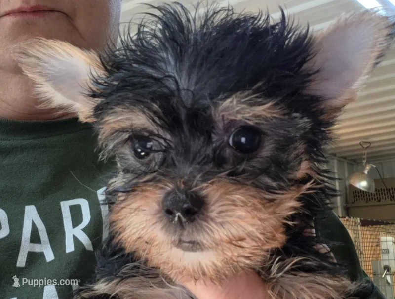 Beautiful  – Yorkshire Terrier puppy for sale in Washington, PA