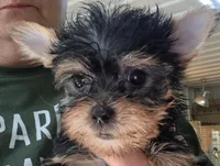Beautiful , a female Yorkshire Terrier for sale in Washington, PA – Photo 1 of 2