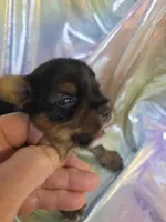 Beautiful , a female Yorkshire Terrier for sale in Washington, PA – Photo 2 of 2