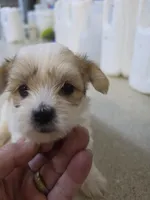 Sparky, a male Morkie for sale in Washington, PA – 2 of 3