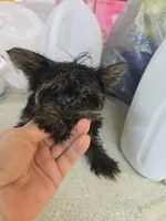 Princess, a female Yorkshire Terrier for sale in Washington, PA – Photo 2 of 2