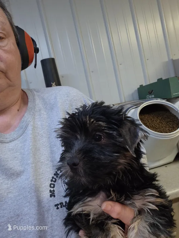 Derby Dan, a male Yorkshire Terrier for sale in Washington, PA – Photo 1 of 2