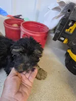 Derby Dan, a male Yorkshire Terrier for sale in Washington, PA – Photo 2 of 2