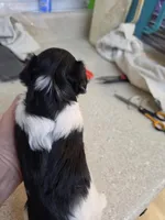 Suzie, a female Yorkshire Terrier for sale in Washington, PA – Photo 2 of 2