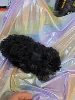 Suzie, a female Yorkshire Terrier for sale in Washington, PA – Photo 3 of 3