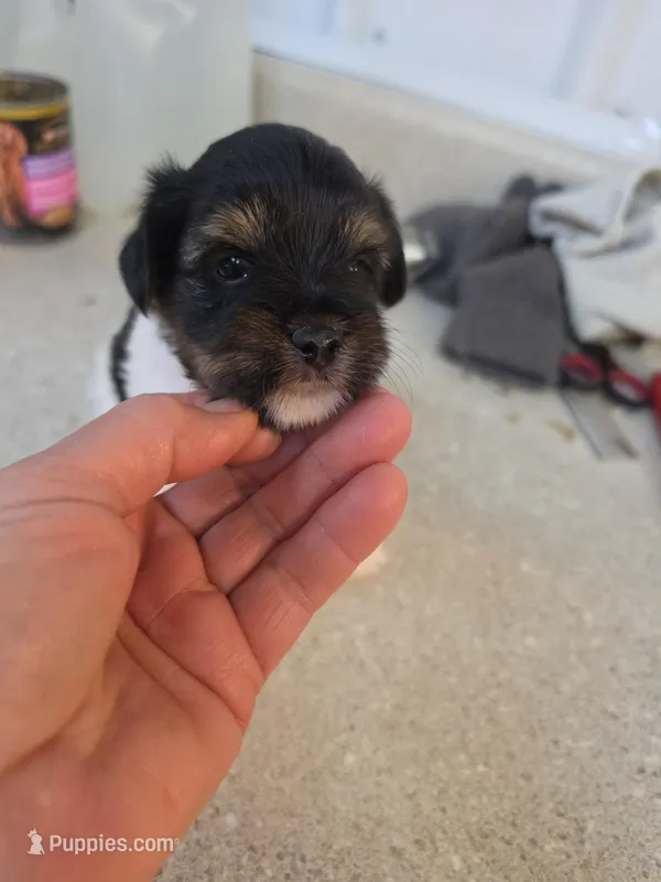 Suzie – Yorkshire Terrier puppy for sale in Washington, PA