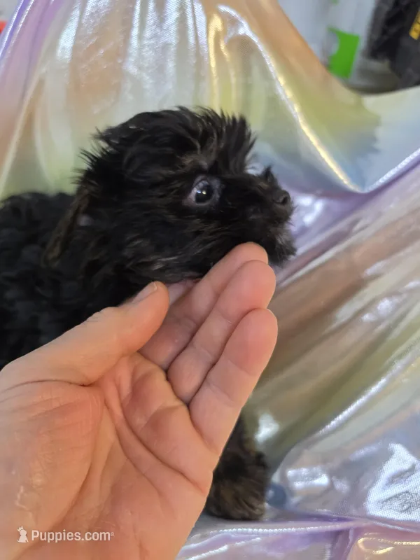 Suzie – Yorkshire Terrier puppy for sale in Washington, PA