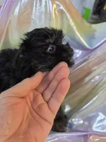 Suzie, a female Yorkshire Terrier for sale in Washington, PA – Photo 1 of 3