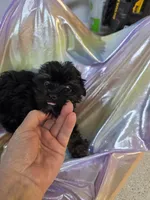 Suzie, a female Yorkshire Terrier for sale in Washington, PA – Photo 2 of 3
