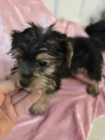 Missy, a female Yorkshire Terrier for sale in Washington, PA – Photo 1 of 2