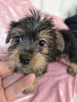 Missy, a female Yorkshire Terrier for sale in Washington, PA – Photo 2 of 2