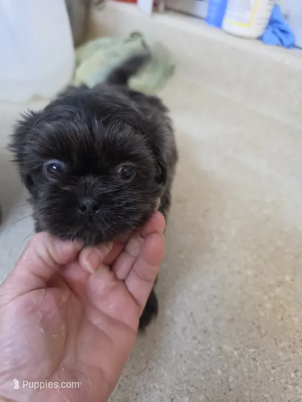 Baby Blue – Shih Tzu puppy for sale in Washington, PA