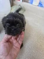 Baby Blue, a male Shih Tzu for sale in Washington, PA – 1 of 3