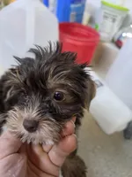 Glory, a female Yorkshire Terrier for sale in Washington, PA – 4 of 4