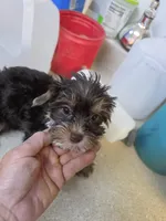 Glory, a female Yorkshire Terrier for sale in Washington, PA – 3 of 4