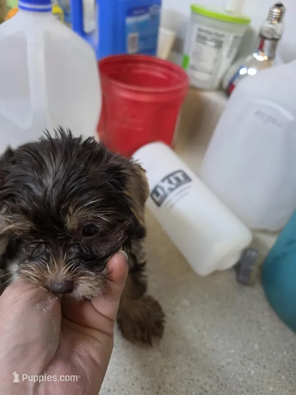 Glory, a female Yorkshire Terrier for sale in Washington, PA – 1 of 4