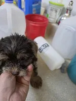 Glory, a female Yorkshire Terrier for sale in Washington, PA – 1 of 4