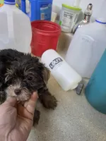 Glory, a female Yorkshire Terrier for sale in Washington, PA – 2 of 4