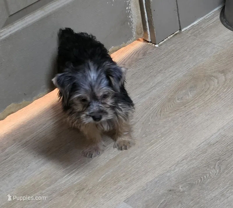 Greg – Yorkshire Terrier puppy for sale in Washington, PA