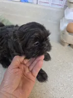 Baby Blue, a male Shih Tzu for sale in Washington, PA – 3 of 3