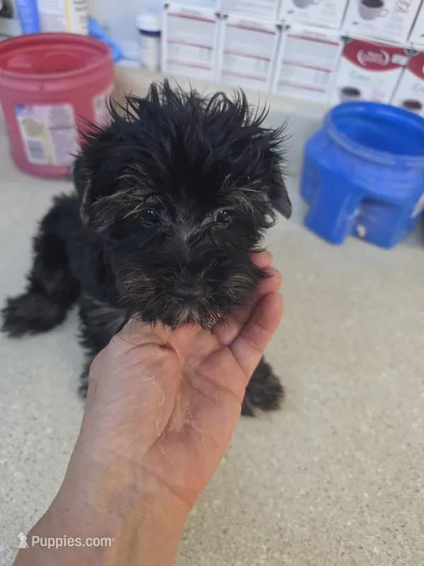 Wonder – Yorkshire Terrier puppy for sale in Washington, PA