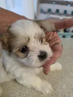 Fluffy, a female Morkie for sale in Washington, PA – 2 of 2