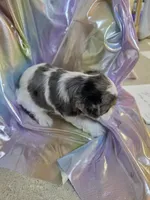 Awesome, a male Yorkshire Terrier for sale in Washington, PA – Photo 2 of 3