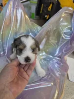 Awesome, a male Yorkshire Terrier for sale in Washington, PA – Photo 1 of 3