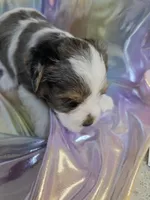 Awesome, a male Yorkshire Terrier for sale in Washington, PA – Photo 3 of 3