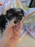 Gerald, a male Yorkshire Terrier for sale in Washington, PA – Photo 2 of 2