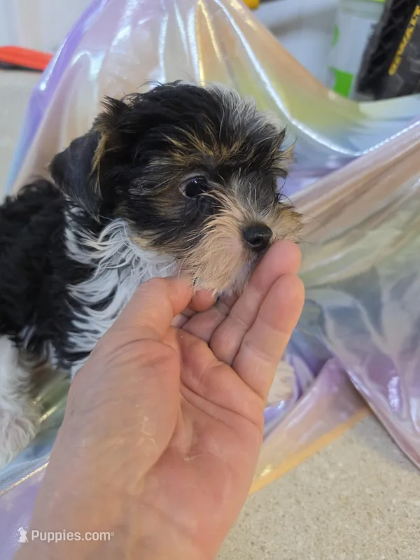 Gerald – Yorkshire Terrier puppy for sale in Washington, PA