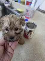 Barbie, a female Yorkshire Terrier for sale in Washington, PA – Photo 2 of 3